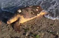 Datça'da Ölü Caretta Caretta Kaplumbağası Bulundu