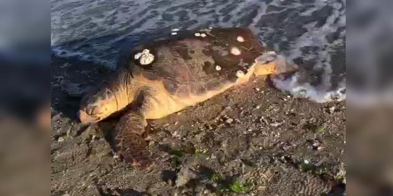 Datça'da Ölü Caretta Caretta Kaplumbağası Bulundu