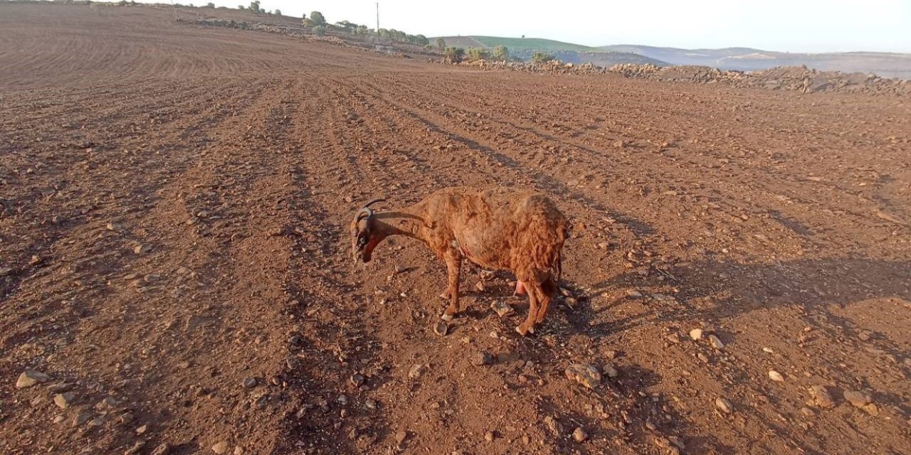 Diyarbakır'da Yangın Felaketi ve Soruşturma Süreci