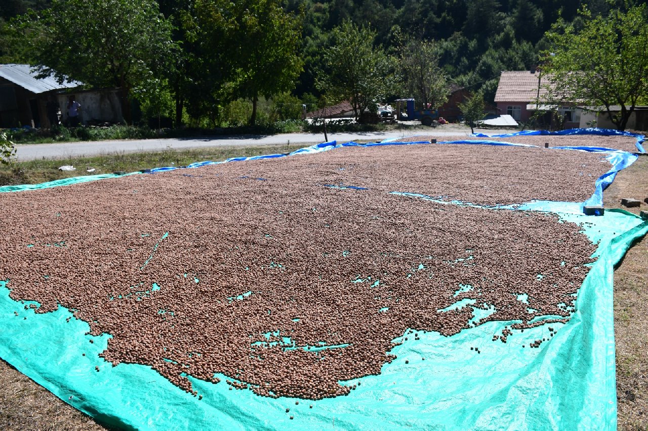 Fındık Hasadı ve Kurutma Süreci