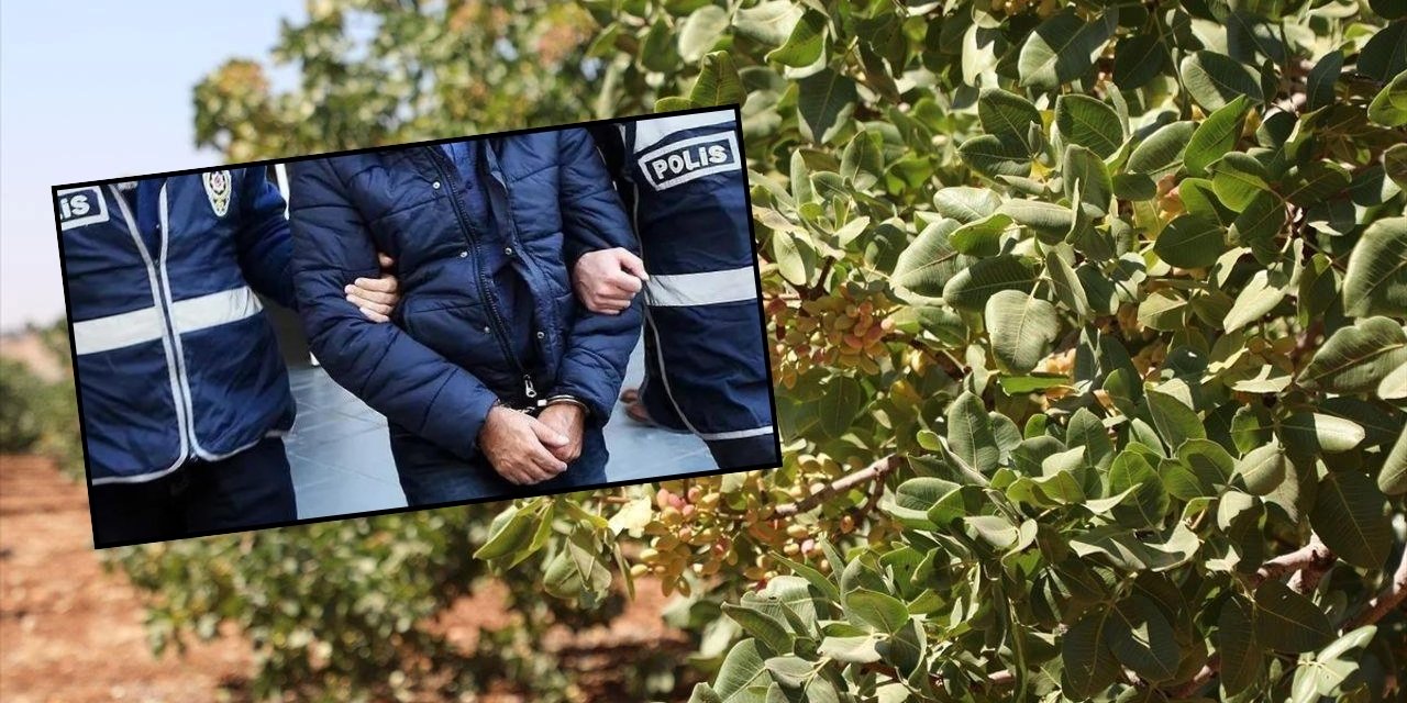 Gaziantep'te Fıstık Hırsızlığına Yönelik Operasyon: Üç Şüpheli Tutuklandı