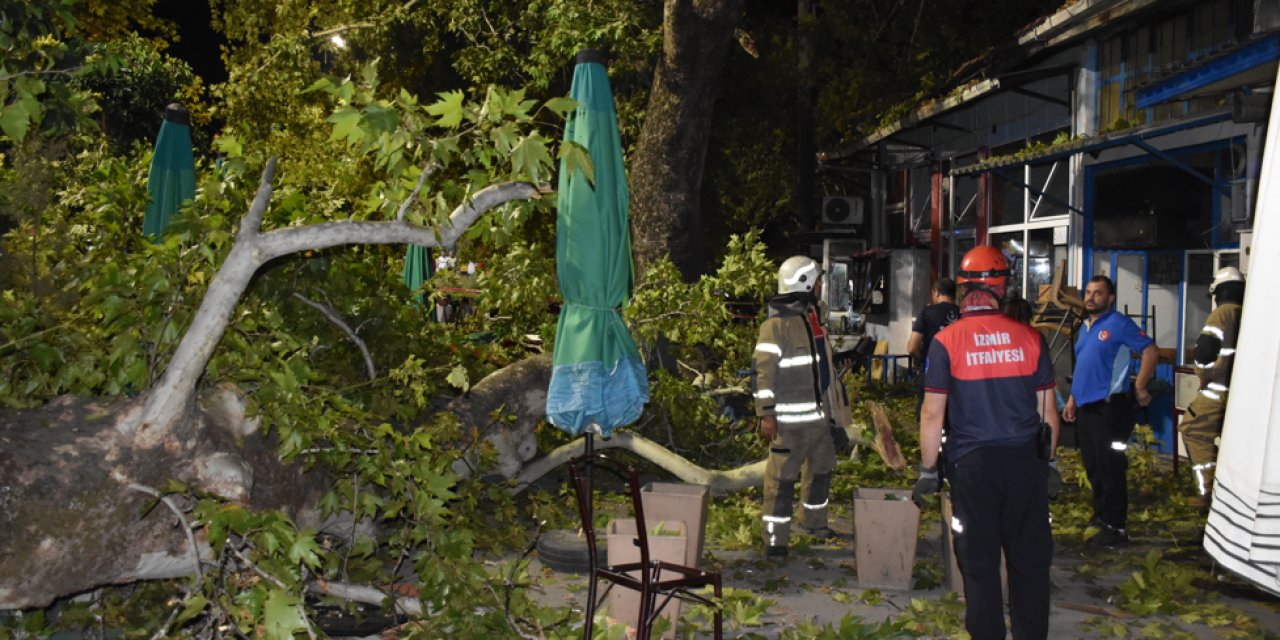 İzmir Kemalpaşa'da Asırlık Çınar Ağacının Düşmesi Sonucu Yaralanmalar