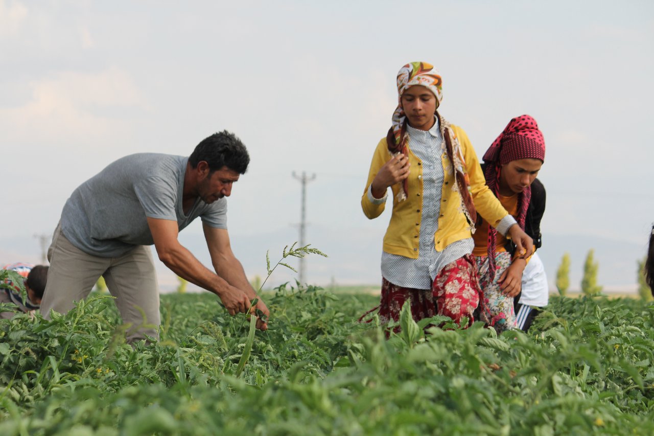 Malatya Kayısısı: Üretim ve Hasat Süreci