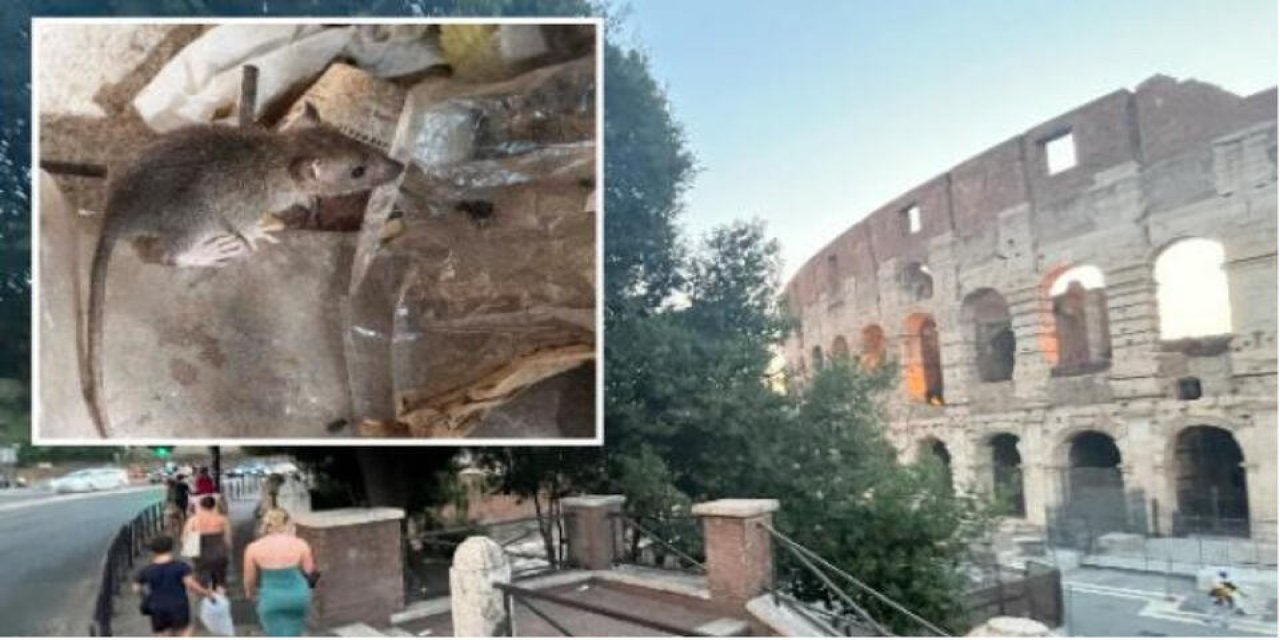 Roma'da Sıcakların Etkisi: Hayvan Popülasyonu ve Çöp Sorunu