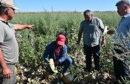 Yozgat'ta Kavun ve Karpuz Hasadı: Çiftçilerin Girdi Maliyetleri ve Sorunları