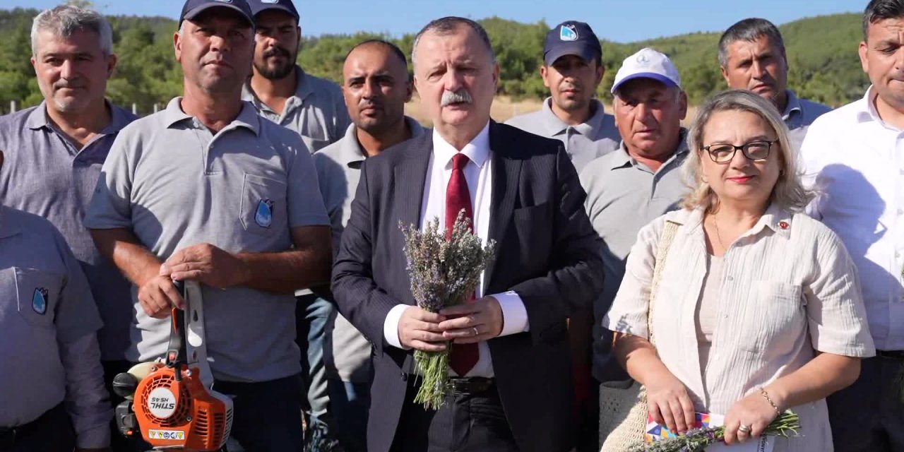 Yunusemre Belediyesi'nde Lavanta Hasadı Başladı